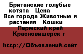 Британские голубые котята › Цена ­ 5 000 - Все города Животные и растения » Кошки   . Пермский край,Красновишерск г.